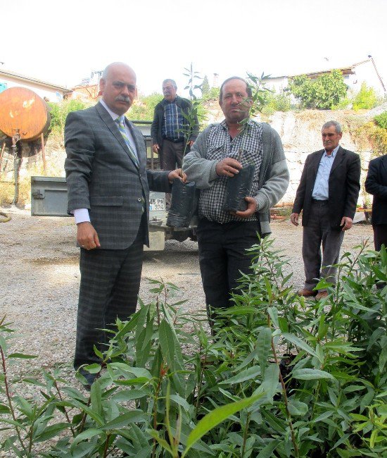 Manisa’da Meyve Yetiştiriciliği Destekleniyor