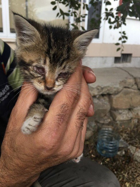 Sorgun’da Kedi Yavrularına İtfaiye Ekipleri Sahip Çıtı