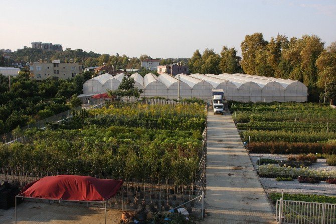 Alanya Mevsimlik Çiçeklerle Donatılıyor