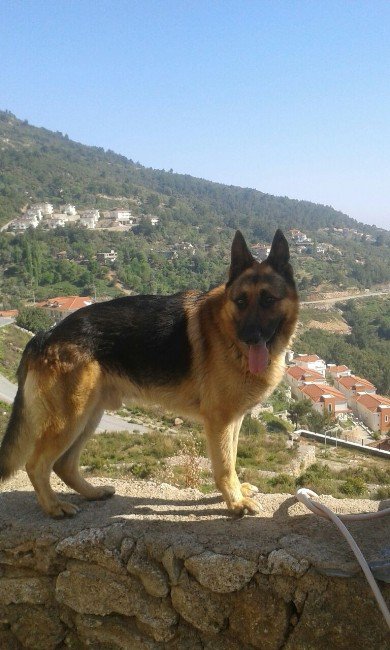 Kayıp Köpek ’Behzat’ Aranıyor