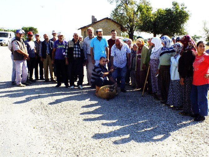 İnsanlar Kazada Kurban Olmasın Diye Koç Kurban Ettiler