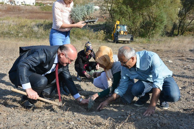 300 Lavanta Fidanı Toprakla Buluştu