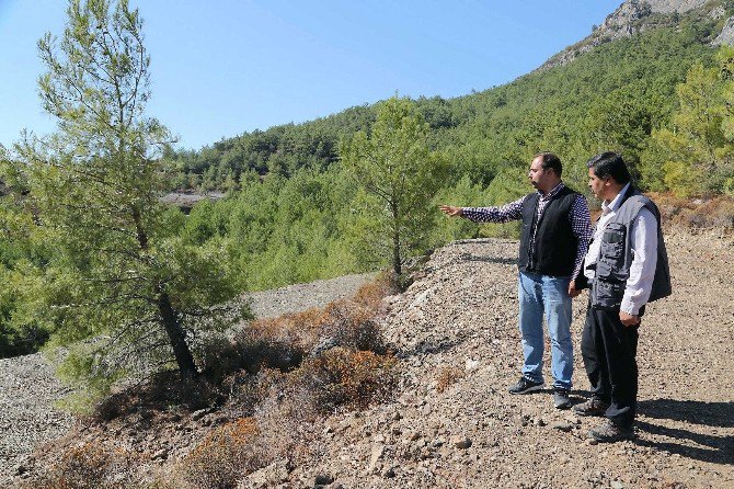 Datça’da Ormandan Arıcılara Konaklama Yeri