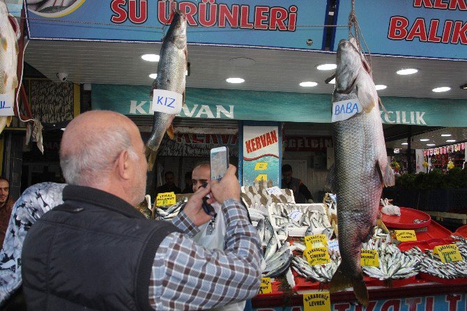 Keban Barajı’ndan Çıkan 