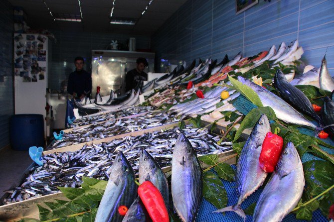 Bilecik’te Balık Fiyatları Cep Yakıyor