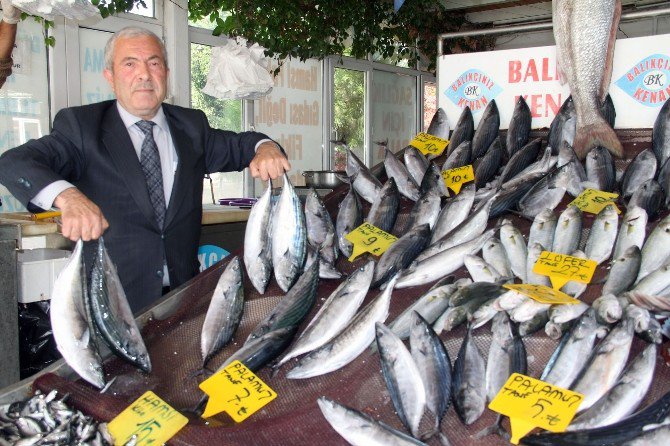 Palamut, Karadeniz’i Terk Edemeyince Av Sezonu Uzadı