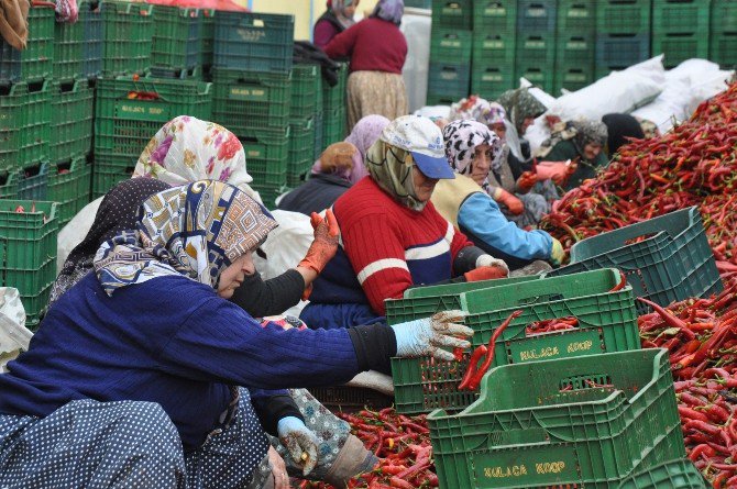 Kulaca’dan Avrupa’ya Salça İhracatı Sürüyor