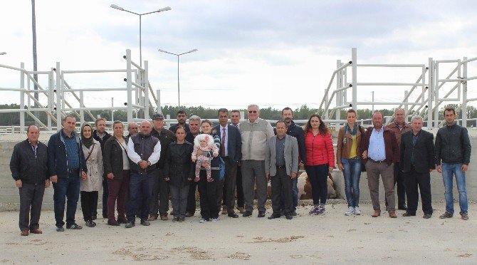 15 Çiftçiye 90 Büyükbaş Teslim Edildi