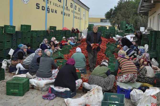 Kulaca’dan Avrupa’ya Salça İhracatı Sürüyor