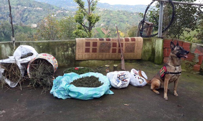 Narkotik Köpeği ’Çakıl’ Uyuşturucu Maddeleri Buldu