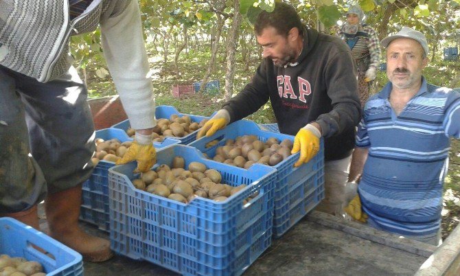 Çarşamba Ovası’nda ’Kivi’ Zamanı