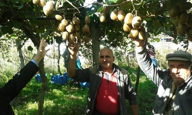 Çarşamba Ovası’nda ’Kivi’ Zamanı