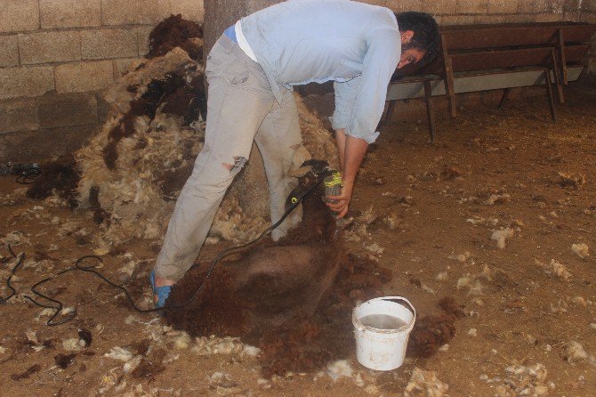 Besiciler Koyunları Kırkmaya Başladı