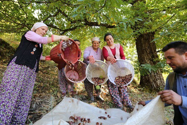 Orman Devletin, Kestanelerin Hasadı Ve Satışı Vatandaşların