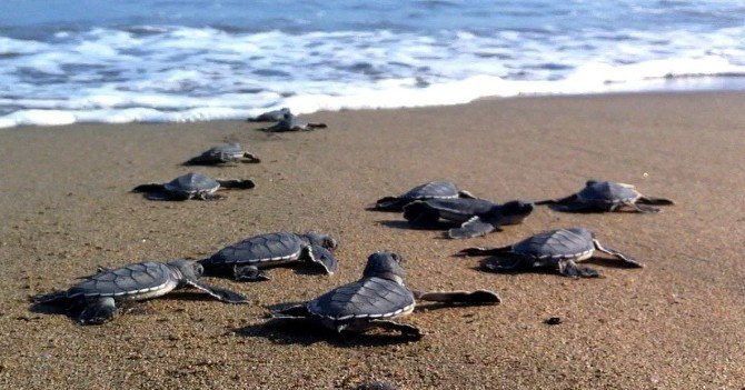 Yeşil Deniz Kaplumbağalarında Bu Yıl Kazanlı’da Rekor Kırıldı