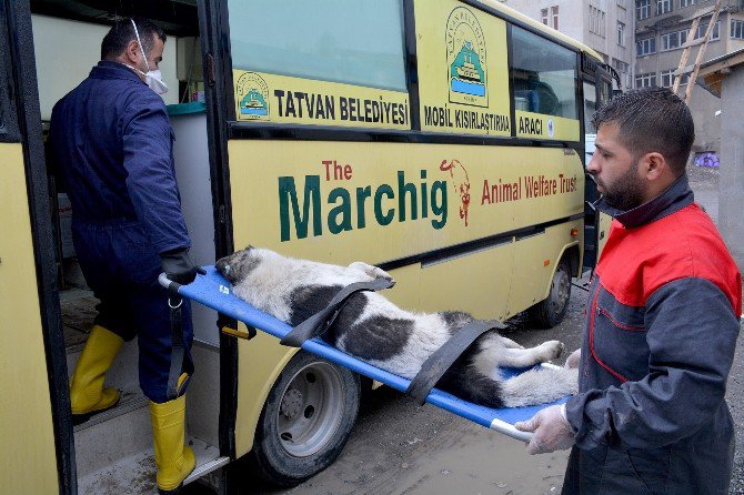 Hakkari’de Sokak Hayvanları Kısırlaştırılıyor