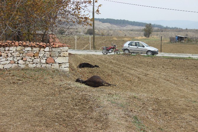 Kütahya’da Vahşet