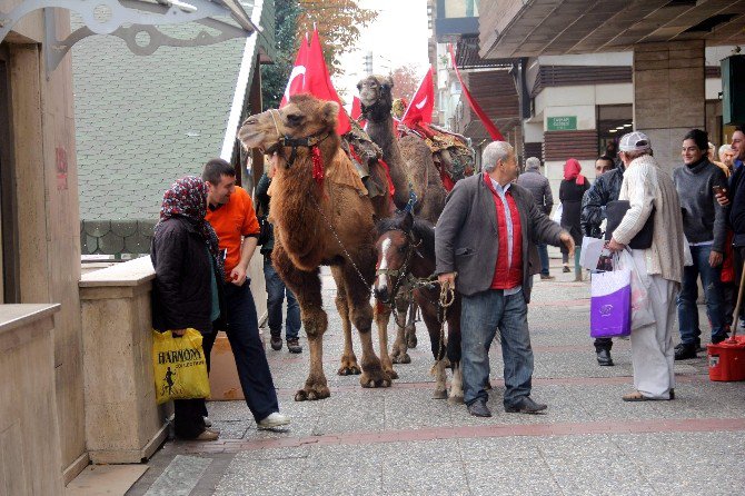 Bursa’daki Cumhuriyet Yürüyüşü’nde Deve Krizi...