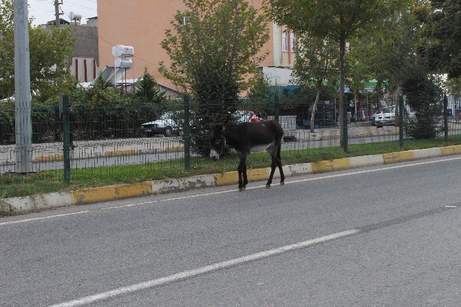 Başıboş Eşek Tehlike Saçtı