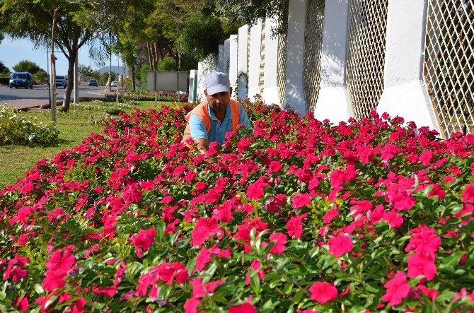 Alanya’ya 200 Bin Çiçek