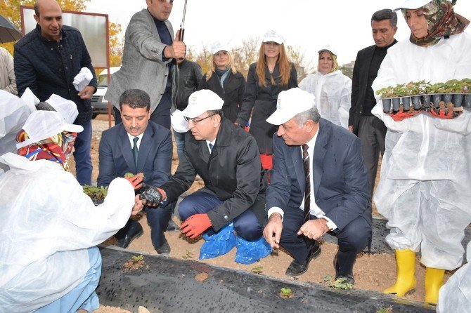 ‘Çilek Yetiştiriciliğinde Kadın Eli Projesi’ Hayata Geçirildi