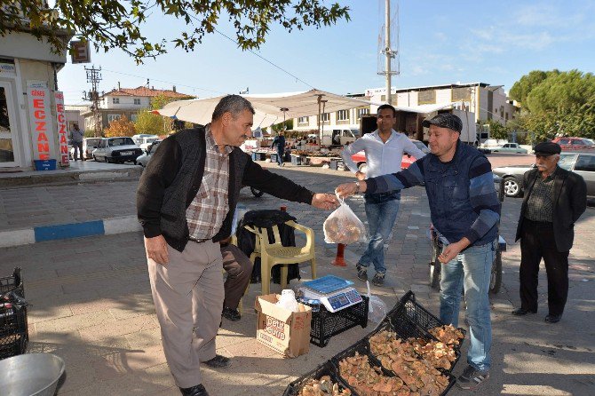 Gördes’te Melki Mantarı Bereketi