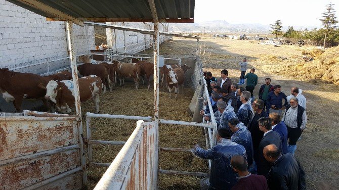 Damızlık Sığır Yetiştiricileri Birliği ‘Süt Köprüsü’nü Kurdu