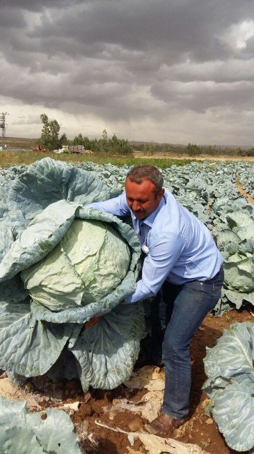 Lahana Üreticisinin Yüzü Gülüyor