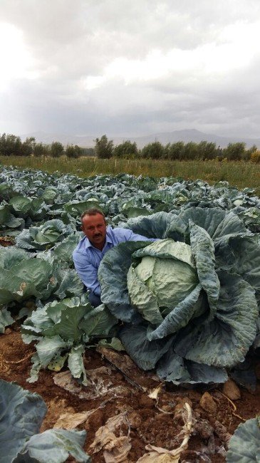 Lahana Üreticisinin Yüzü Gülüyor