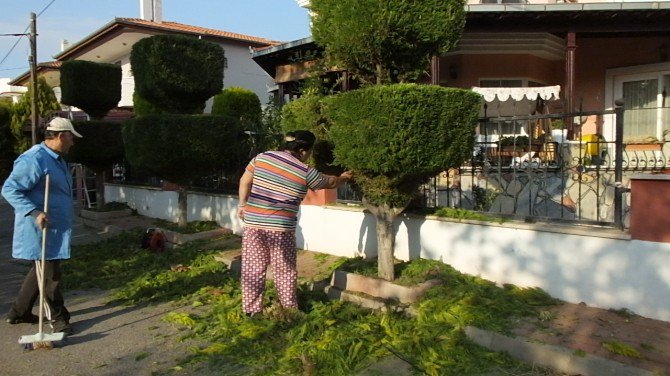 Burhaniye’de Vatandaşlar Ağaçları Tablo Gibi Yaptı