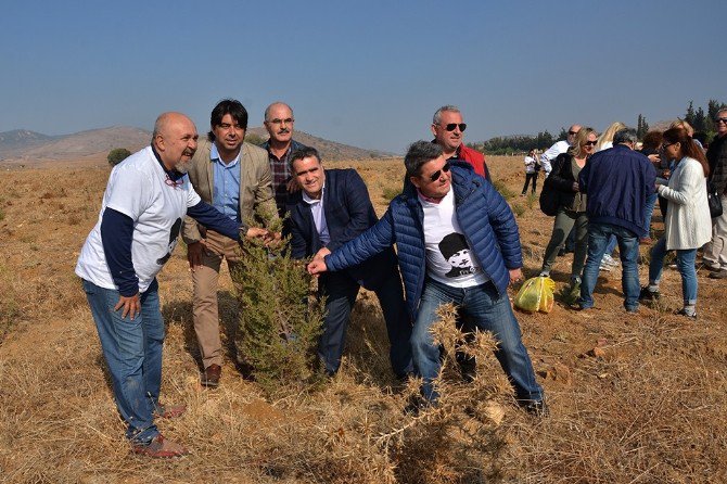 Foça’ya 13 Bin Adet Cumhuriyet Fidanı