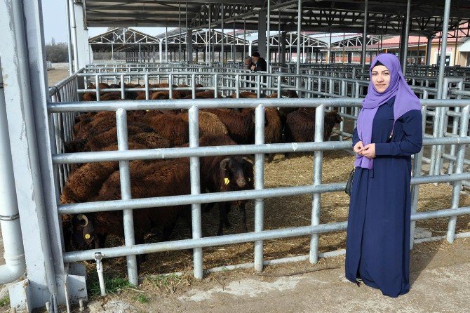 Kelkit Ve Şiran’da Ki Genç Çiftçilerin Koyunları Dağıtıldı