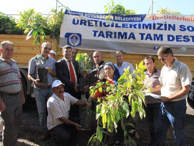 Büyükşehir Belediyesi, Üreticilere Bin 400 Adet Avokado Fidanı Dağıttı