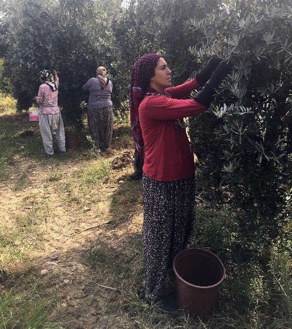 Büyükşehir Belediyesi, Üreticiye Desteğini Hasat Zamanı Da Sürdürüyor