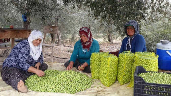 Büyükşehir Belediyesi, Üreticiye Desteğini Hasat Zamanı Da Sürdürüyor