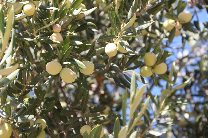 Zeytin Fiyatları Yükseldi Üreticinin Yüzü Güldü