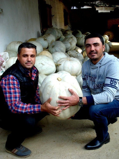 Doğal Beslenen İneklerin Verimi Daha Fazla