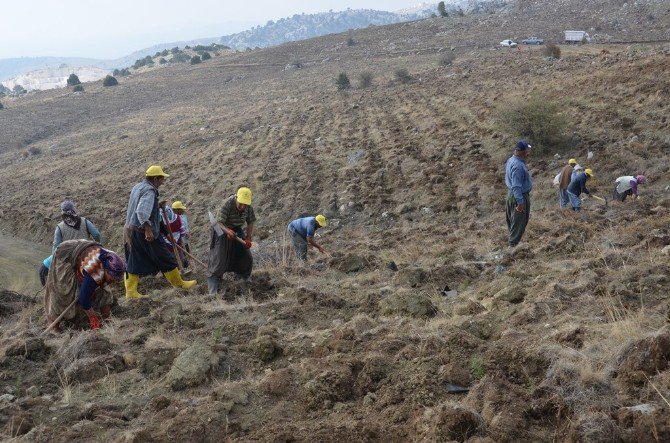 Mersin’de Ağaçlandırma Çalışmalarında Hedef Aşıldı