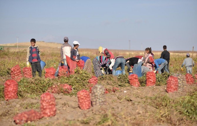 Patates Üreticileri Dertli