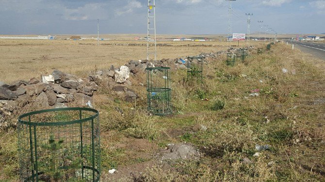 Ani Ören Yeri Karayolu Kenarına Dikilen Fidanlara Kafes Telli Koruma