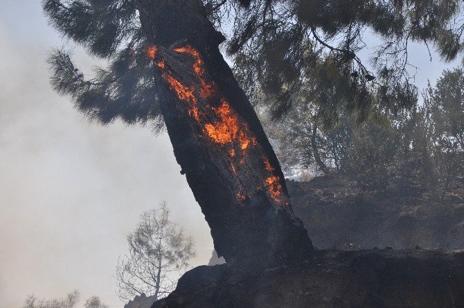 Antalya’da Korkutan Orman Yangını