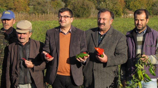 Chp Milletvekili Öz, Biber Üreticileriyle Görüştü