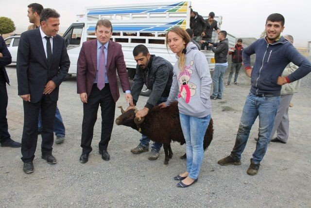 Karakoçan’da 26 Çiftçiye Hayvan Hibesi Yapıldı