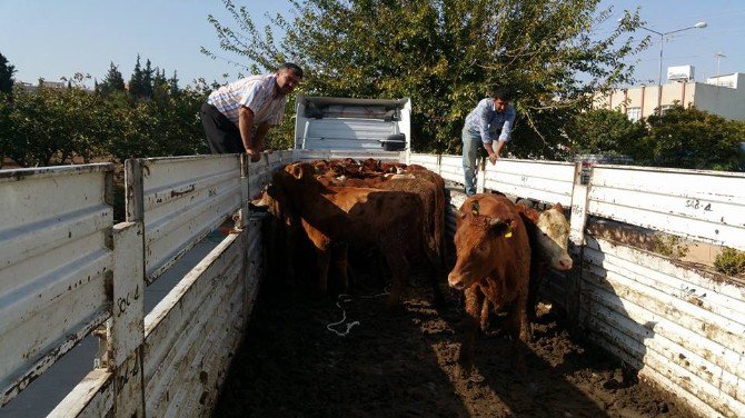 Genç Çiftçilere 120 Adet Büyükbaş Hayvan Dağıtıldı