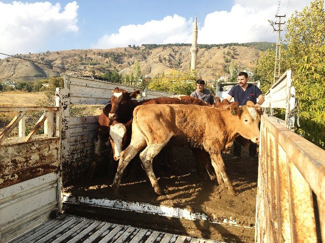 Genç Çiftçi Projesinde Hayvan Dağıtımı Başladı