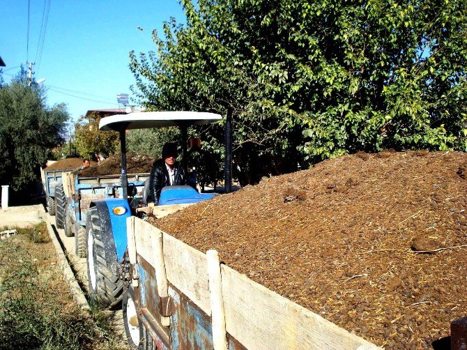 Sarıgöl Üzüm Bağlarına Doğal Gübre