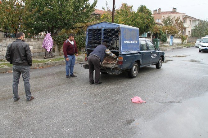 Erzincan’da Çocuklara Saldıran 2 Sokak Köpeği Öldürüldü