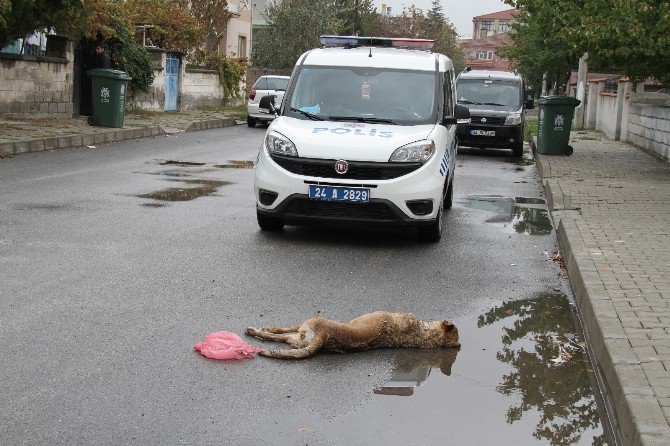 Erzincan’da Çocuklara Saldıran 2 Sokak Köpeği Öldürüldü