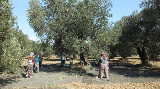 Zeytin Hasadında Günlük Yevmiyeler Belli Oldu