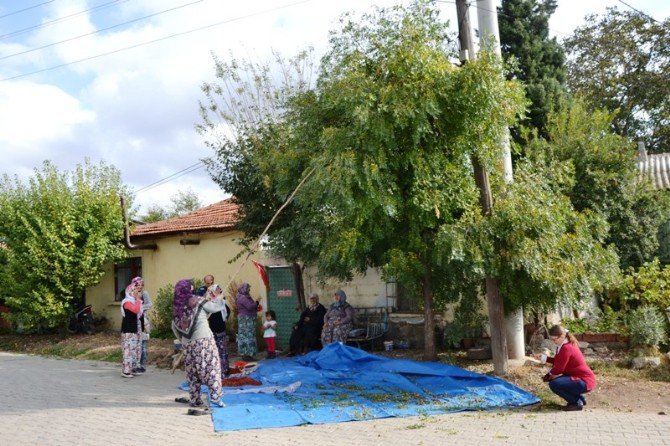 Çavuşköy’de Hünnap Hasadı